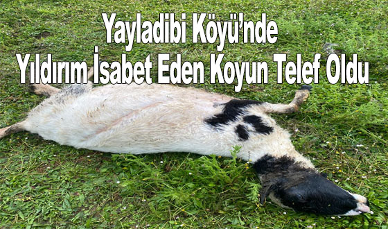 Yayladibi Köyü’nde Yıldırım İsabet Eden Koyun Telef Oldu