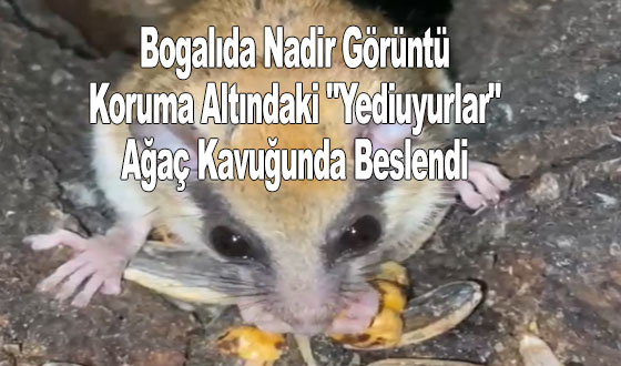 Bogalıda Nadir Görüntü: Koruma Altındaki 