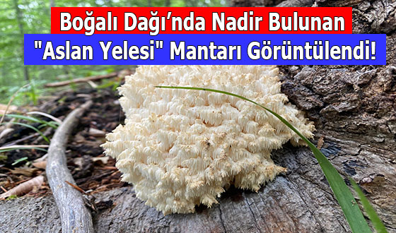 Boğalı Dağı’nda Nadir Bulunan 