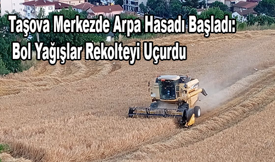 Taşova Merkezde Arpa Hasadı Başladı: Bol Yağışlar Rekolteyi Uçurdu