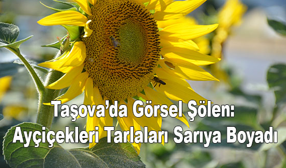 Taşova’da Görsel Şölen: Ayçiçekleri Tarlaları Sarıya Boyadı