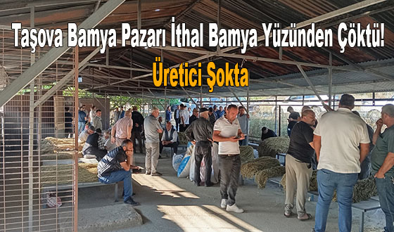Taşova Bamya Pazarı İthal Bamya Yüzünden Çöktü! Üretici Şokta