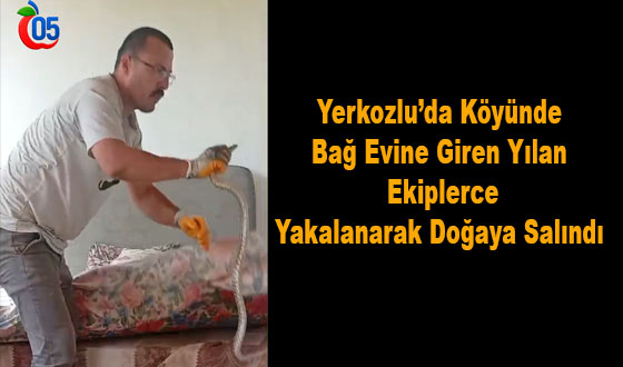 Yerkozlu Köyünde Bağ Evine Giren Yılan Ekipler Tarafından Yakalandı