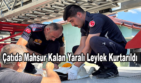 Çatıda Mahsur Kalan Yaralı Leylek Kurtarıldı