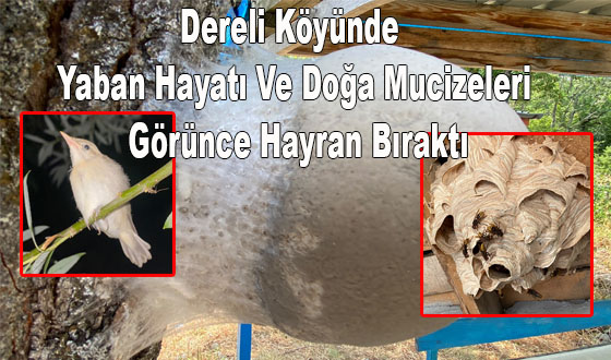 Dereli Köyünde Yaban Hayatı Ve Doğa Mucizeleri Görünce Hayran Bıraktı