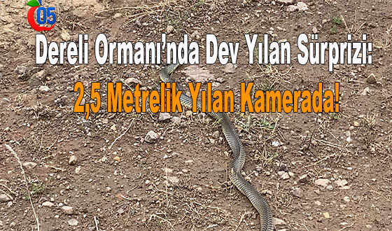 Dereli Ormanı’nda Dev Yılan Sürprizi: 2,5 Metrelik Yılan Kamerada!