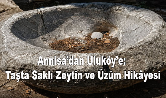 Annisa’dan Uluköy’e: Taşta Saklı Zeytin ve Üzüm Hikâyesi