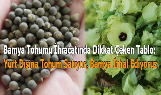 Bamya Tohumu İhracatında Dikkat Çeken Tablo: Yurt Dışına Tohum Satıyor, Bamya İthal Ediyoruz