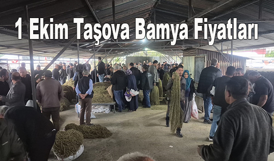 1 Ekim Taşova Bamya Fiyatları