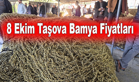8 Ekim Taşova Bamya Fiyatları