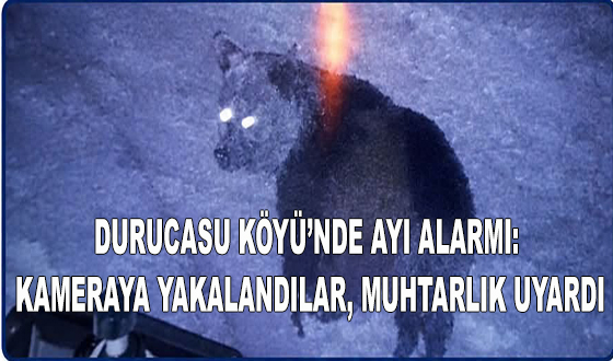 DURUCASU KÖYÜ’NDE AYI ALARMI: KAMERAYA YAKALANDILAR, MUHTARLIK UYARDI