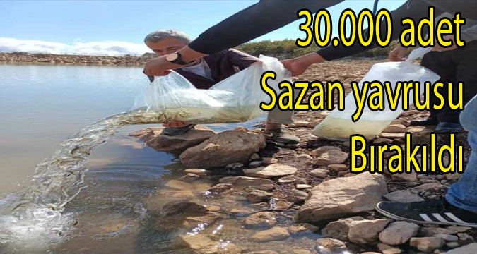 Şehit Himmet Aydemir Sulama Göletimize 30.000 adet sazan yavrusu