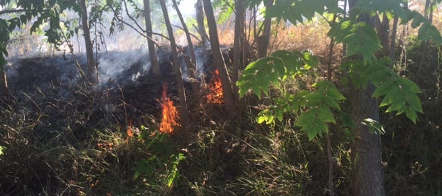 Anız yangınları yol kenarında bulunan ağaçlara zarar veriyor