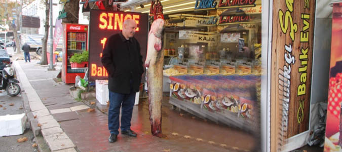 Taşova’da 2 metrelik yayın balığı tutuldu