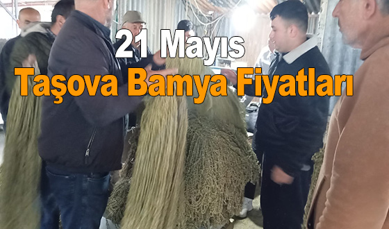 21 Mayıs Taşova Bamya Fiyatları