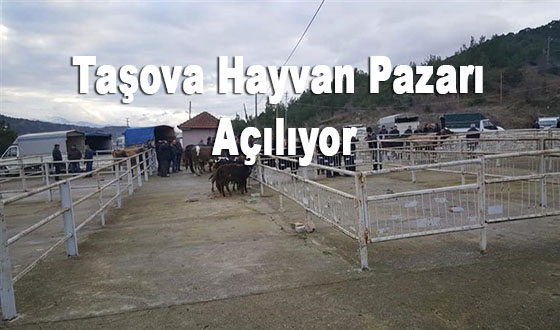 Taşova’da Hayvan Pazarı Açılıyor;  Belediye Tarihi Duyurdu!