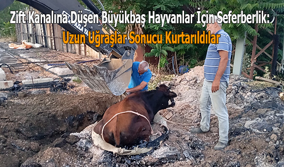 Zift Kanalına Düşen Büyükbaş Hayvanlar İçin Seferberlik: Uzun Uğraşlar Sonucu Kurtarıldılar