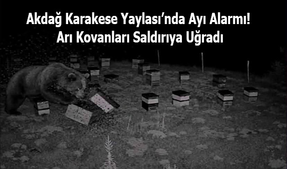 Akdağ Karakese Yaylası’nda Ayı Alarmı! Arı Kovanları Saldırıya Uğradı