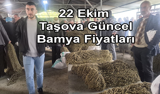 22 Ekim Taşova Güncel Bamya Fiyatları