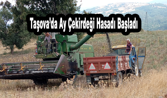 Taşova’da Ay Çekirdeği Hasadı Başladı