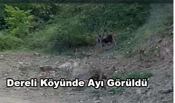 Dereli köyünde Ayı ve Yavrusu Görüntülendi #taşova
