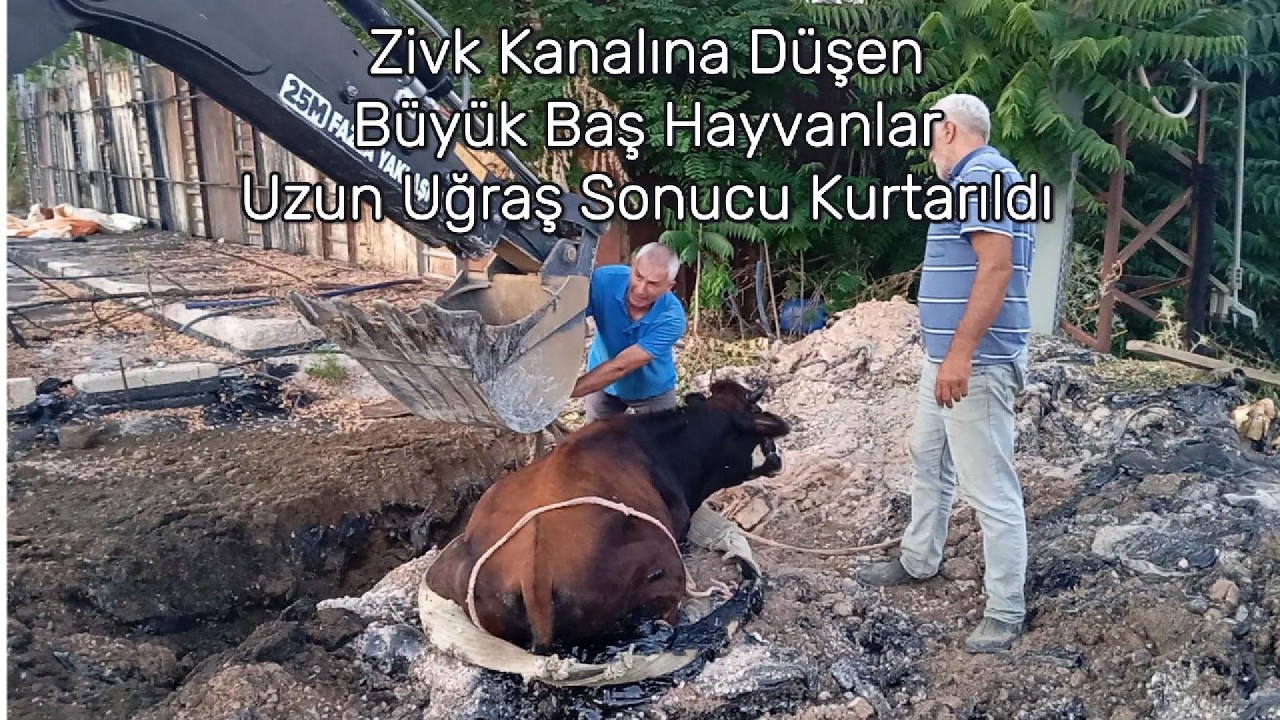 Zift Kanalına Düşen Büyükbaş Hayvanlar İçin Seferberlik: Uzun Uğraşlar Sonucu Kurtarıldılar